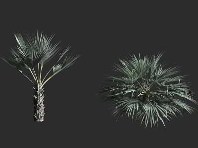 Palm Trees With Single Trunk And Clustered Lush Fan Shaped Leaves 3d model