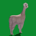 Adorable Light Pink Alpaca With Fluffy Fur Standing On Green Background