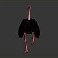 Pink Necked Ostrich With Black Feathers And White Tail Standing On Gray Background