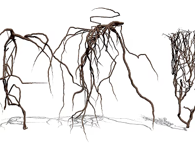 Multiple Detailed Vine Branches With Natural Twisted Growth And Organic Forms 3d model