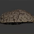 Human Brain Anatomical Model Displaying Detailed Cortex Structure And Neural Pathways 3d model