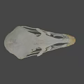 Close Up View Of Bird Skull Skeleton With Anatomical Features On Dark Background
