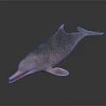 Aquatic Animal Pink Dolphin With Open Mouth And Smooth Skin