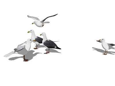Group of Seagulls Some Flying and Others Standing on White Background 3d model