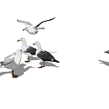 Group of Seagulls Some Flying and Others Standing on White Background