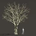 Tall Leafless Tree With Thick Trunk Detailed Branches And Standing Person