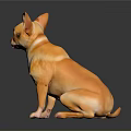 Small Golden Chihuahua Dog Sitting Calmly On Black Background With Shiny Reflection