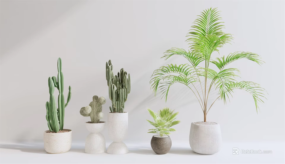 Potted Bonsai Plants Various Types Cacti Palm in Different Shaped Pots on White Background 3d model 