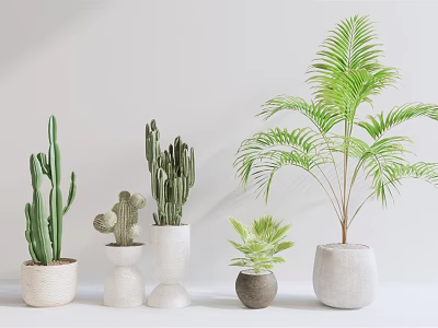 Potted Bonsai Plants Various Types Cacti Palm in Different Shaped Pots on White Background 3d model