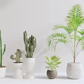 Potted Bonsai Plants Various Types Cacti Palm in Different Shaped Pots on White Background