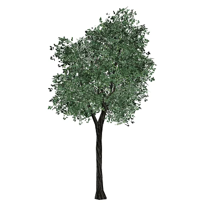 Lush Green Arbor With Dense Foliage And Strong Trunk In Natural Scene 3d model