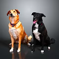 Two Golden and Black Dogs Sitting with Collars on Dark Background