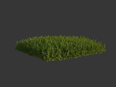 Lush Dense Green Grass Patch In Square Shape On Gray Background 3d model