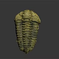 Ancient Trilobite Fossil With Detailed Exoskeleton Structure And Prehistoric Features