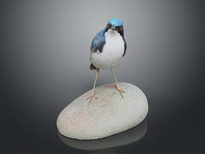 Blue Headed White Bodied Bird Perched On Natural Stone Against Dark Background 3d model