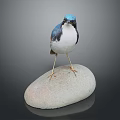 Blue Headed White Bodied Bird Perched On Natural Stone Against Dark Background