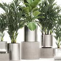 Green Leafy Potted Plants In Silver Metallic Pots With Various Sizes And Decorative