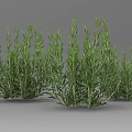 Fresh Green Rosemary Herb Plants With Lush Foliage In Multiple Clusters