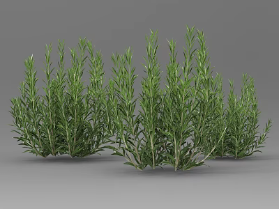 Fresh Green Rosemary Herb Plants With Lush Foliage In Multiple Clusters 3d model