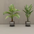 Potted Plants With Palm Like And Broad Leaf In Metal Pots Gray Wall Light Floor Background