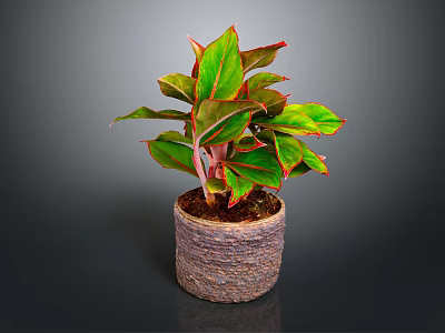 Vibrant Indoor Houseplant With Green Leaves Red Edges In Woven Textured Pot 3d model