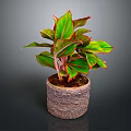 Vibrant Indoor Houseplant With Green Leaves Red Edges In Woven Textured Pot