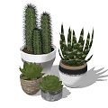 Different Bonsai Potted Plants with Cactus Aloe Vera Succulents in Decorative Ceramic Pots