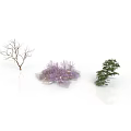 Three Different Plants Featuring Bare Tree Purple Flowering Bush And Green Leafy Tree