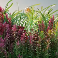 Vibrant Aquatic Plants With Red Pink Green Slender Leaves Clustered Growth