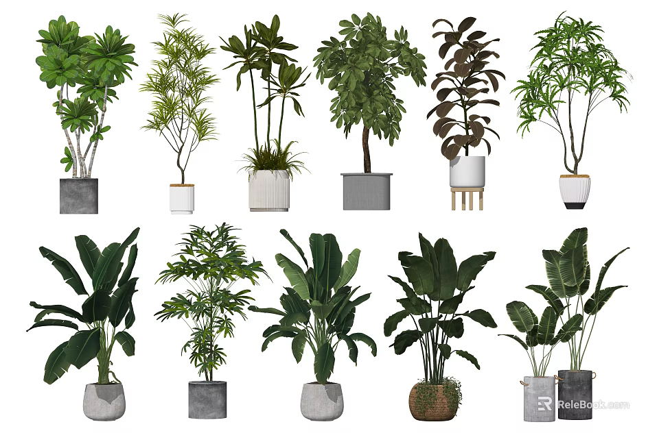 Different Types Of Indoor Potted Plants With Varied Leaf Shapes And Decorative Pots 3d model 