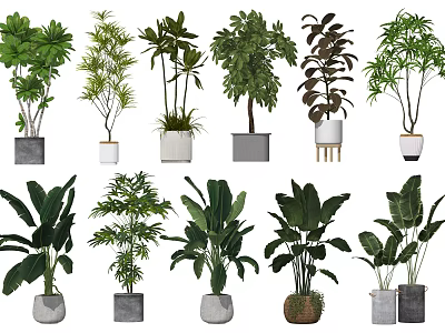 Different Types Of Indoor Potted Plants With Varied Leaf Shapes And Decorative Pots 3d model