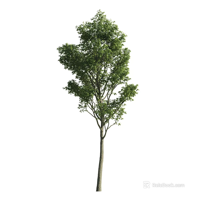 Lush Arbor Tree With Green Foliage And Straight Trunk In Natural Landscape 3d model 