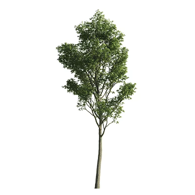 Lush Arbor Tree With Green Foliage And Straight Trunk In Natural Landscape 3d model
