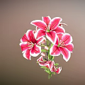 Pink Lilies With Blooming Flowers Buds Green Stems And Leaves On Soft Gradient Background