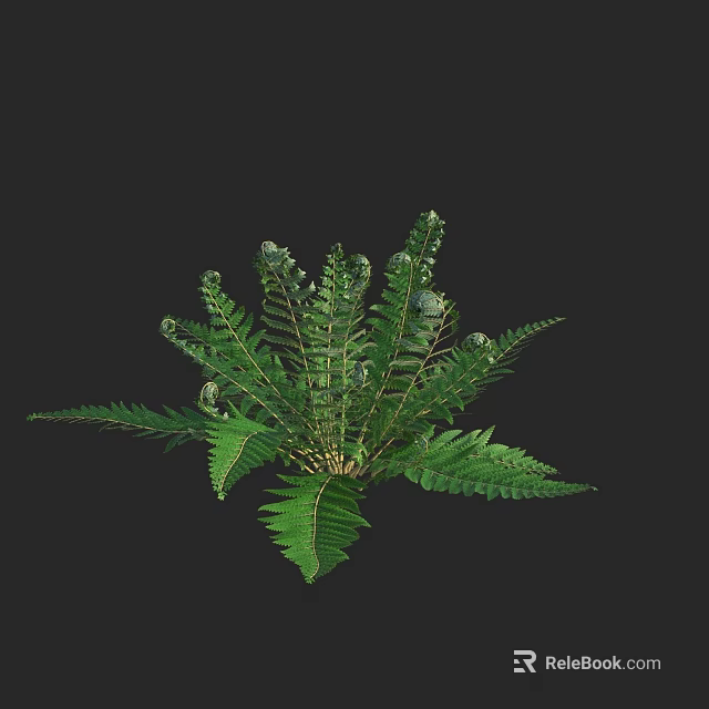 Fern Plant with Lush Green Fronds and Fresh Leaf Structure 3d model 