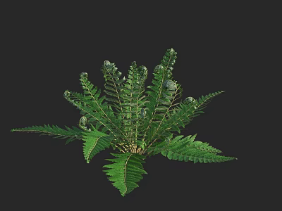 Fern Plant with Lush Green Fronds and Fresh Leaf Structure 3d model