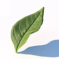 Fresh Green Leaf With Visible Vein Pattern On White Background And Shadow 3d model