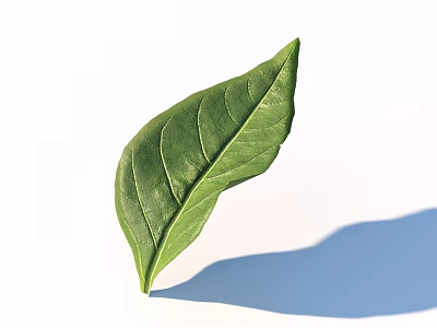 Fresh Green Leaf With Visible Vein Pattern On White Background And Shadow 3d model