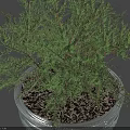 Bonsai Potted Plant in Silver Metal Pot with Green Lush Foliage on Dark Surface