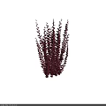 Red Bushy Plants With Lush Dense Foliage And Vibrant Leaves