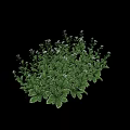 Clustered Small Shrub Like Plant With Green Leaves And White Edges Against Light Background