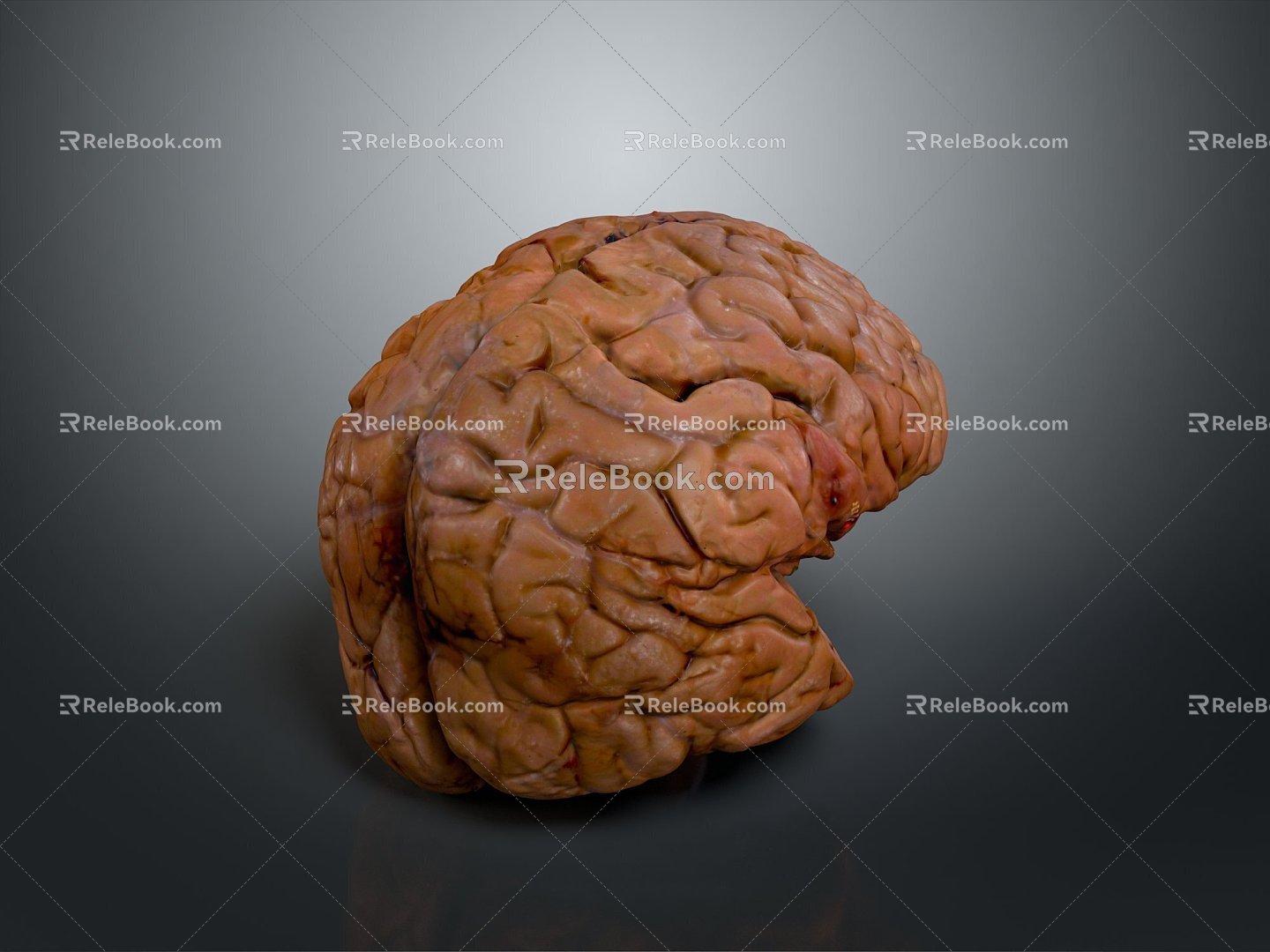 Human Brain Human Brain Brain Structure Head Planer Face Human Head Planer Face Human Brain Planer Face Structure 3d model