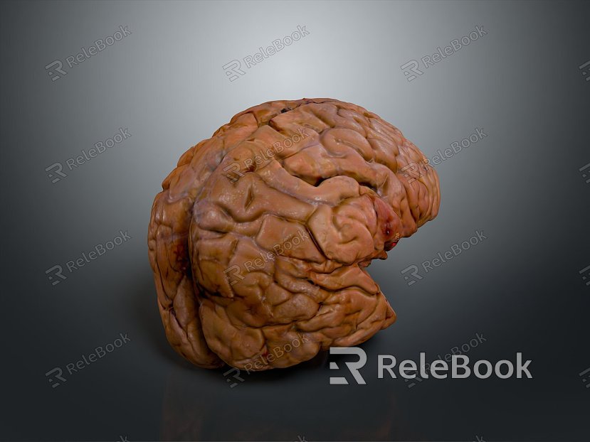 Human Brain Human Brain Brain Structure Head Planer Face Human Head Planer Face Human Brain Planer Face Structure model