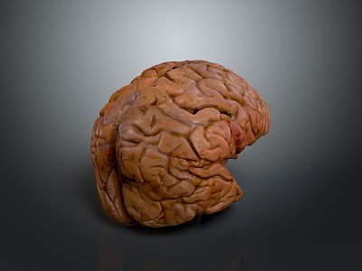 Human Brain Human Brain Structure Head Planer Face Human Head Planer Face Human Brain Planer Face Structure 3d model