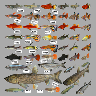 Modern Fish 3d model