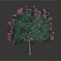 Blooming Ornamental Tree With Lush Green Leaves And Vibrant Pink Flowers