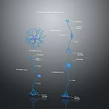 Neuron Structure Diagram Displaying Cell Body Axon And Dendrites In Nervous System 3d model