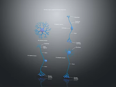 Neuron Structure Diagram Displaying Cell Body Axon And Dendrites In Nervous System 3d model