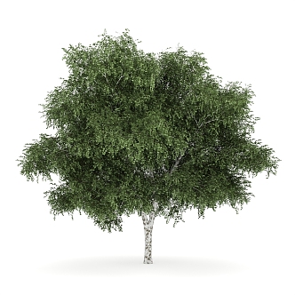 White Birch Tree Outdoor Landscape Tree Plant Trees 3d model