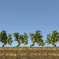 Lush Green Vine With Grape Clusters Growing On Stone Wall Under Blue Sky